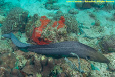 moray eel